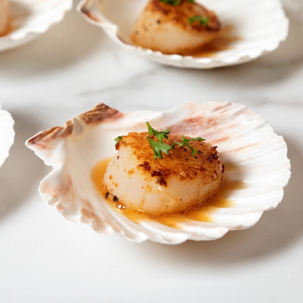 Natural Scallop Clam Shell Appetizer Plates (Luau, Seafood Party ) - Set Of 20 - Picture 17 of 17
